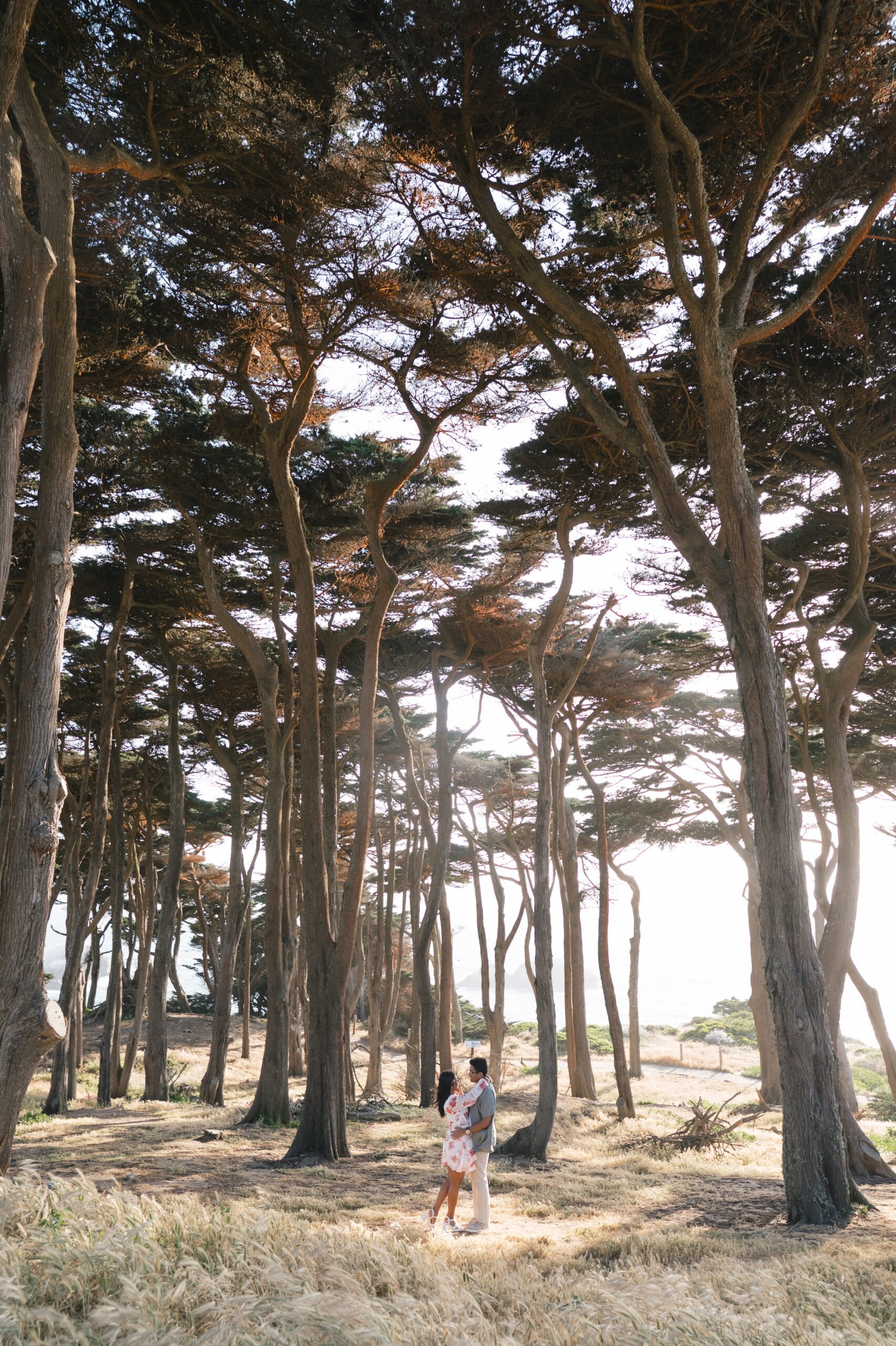 Engagement portrait among wind-swept cypress trees at Land's End